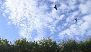 Превышения предельно допустимой концентрации вредных веществ в воздухе Энгельса не выявлено