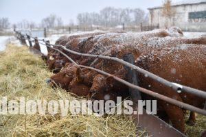 В Воскресенском районе начало работать новое животноводческое хозяйство