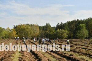 Губернатор предложил при высадке новых лесов делать памятные места, посвященные героям-участникам СВО